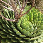 De Spiral Aloe is de nationale bloem van Lesotho. Het is een bergbloem en groeit in een uitgesproken spiraalvorm en vind je enkel in de regio van de Drakensbergen..