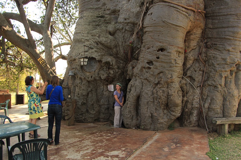 Marianne aan de stam van de grootste Baobab ter wereld. Ze staat ook aan d eingang naar de bar in de boom.